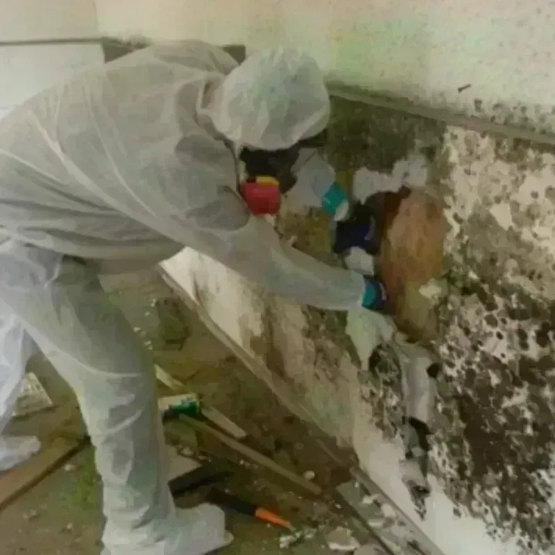 Mold Remediation and Removal in Saraland, AL